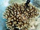 Thailand - Unterwasserwelten