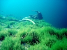 Bergseetauchen im Blindsee