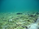 Bergseetauchen im Blindsee