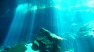 Cenotes_11