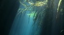 Cenotes_10