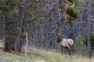 Yellowstone_11