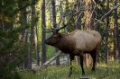 Yellowstone_12