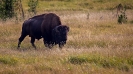 Yellowstone_22