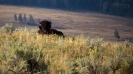 Yellowstone_36
