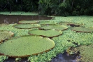 Iquitos_11