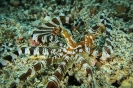 Indonesien (Lembeh Strait, Bangka)_10