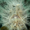 Indonesien (Lembeh Strait, Bangka)_13