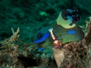 Indonesien (Lembeh Strait, Bangka)_16