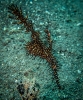 Indonesien (Lembeh Strait, Bangka)_18