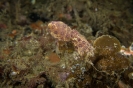 Indonesien (Lembeh Strait, Bangka)_22