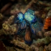 Indonesien (Lembeh Strait, Bangka)_25