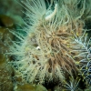 Indonesien (Lembeh Strait, Bangka)_2