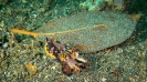 Indonesien (Lembeh Strait, Bangka)_39