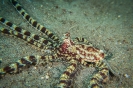 Indonesien (Lembeh Strait, Bangka)_7