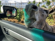 Bonaire-Curacao - Die Insel_31