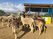 Bonaire-Curacao - Die Insel_32