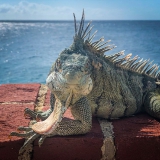 Bonaire-Curacao - Die Insel_38