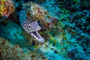 Bonaire-Curacao - Unterwasser_15