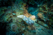 Bonaire-Curacao - Unterwasser_26
