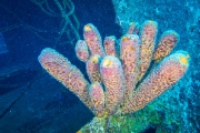 Bonaire-Curacao - Unterwasser_33