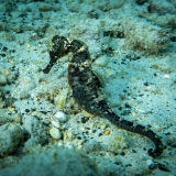 Bonaire-Curacao - Unterwasser_37