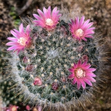 Breslau-Krakau-Prag_10