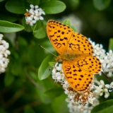 Eifel - Pfälzer Wald